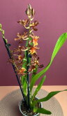 Орхидея Камбрия Колманара 2 ст 
