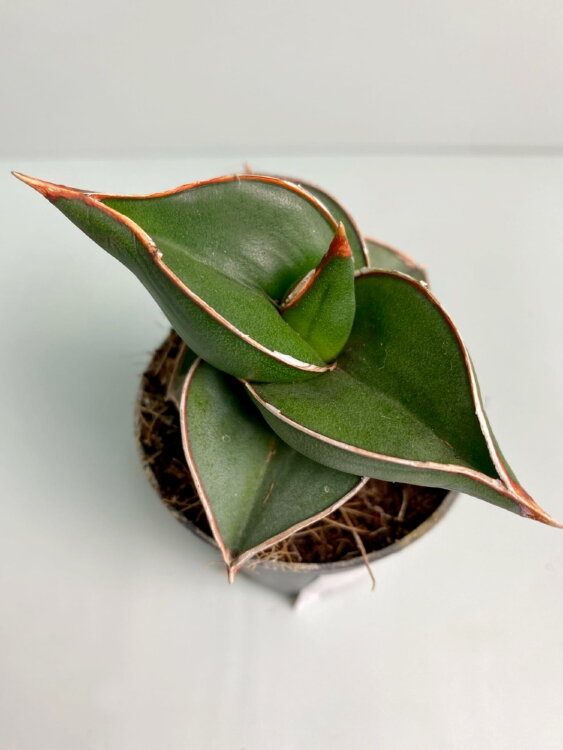 Сансевиерия Эренберга Самурай ⌀5 