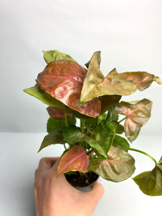 Сингониум Берри ⌀6 