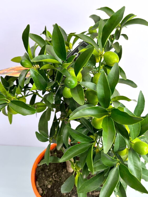 Цитрофортунелла Кумкват ⌀22 80 см 