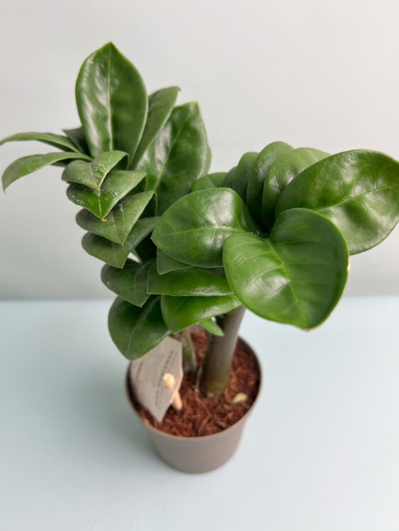 Замиокулькас Зензи ⌀9 25 см 