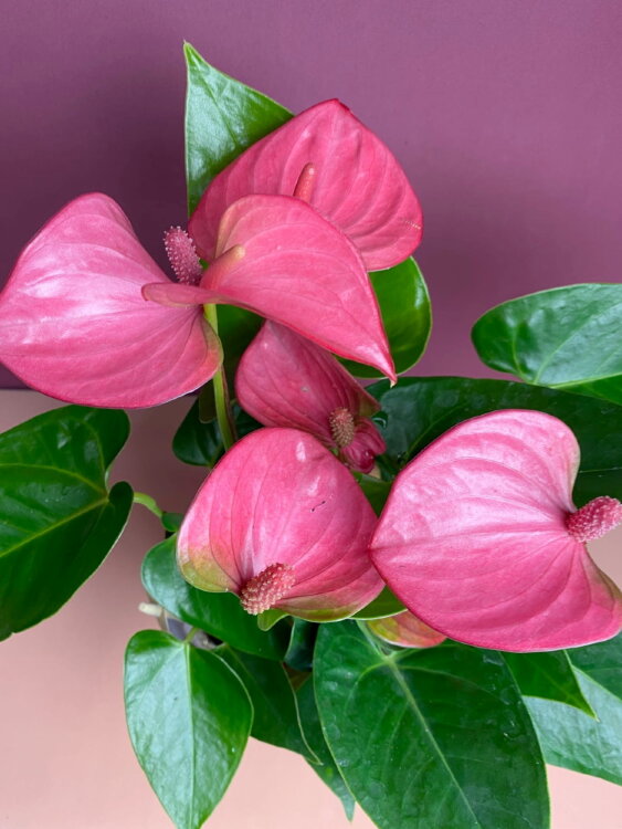 Антуриум розовый Пинк Чемпион ⌀9 30 см 