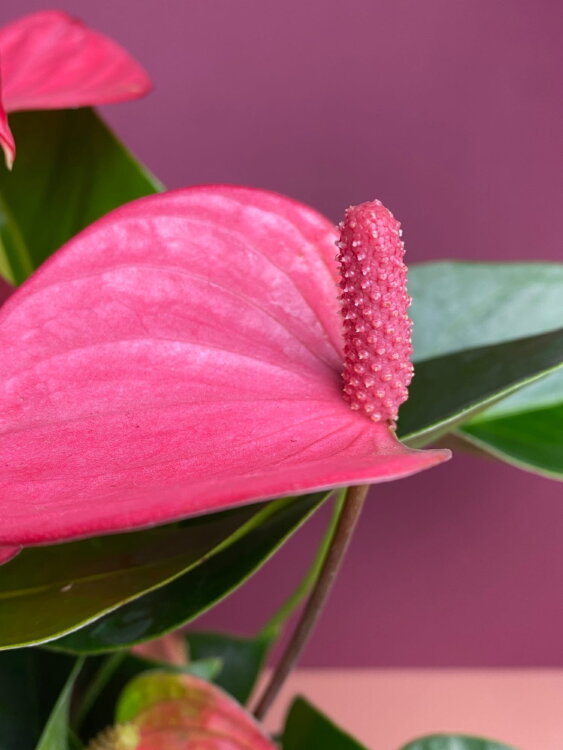 Антуриум розовый Пинк Чемпион ⌀9 30 см 