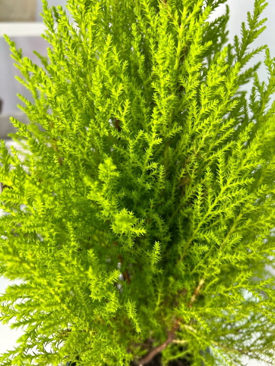 Кипарисовик Голдкрест Вилма ⌀15 60 см 