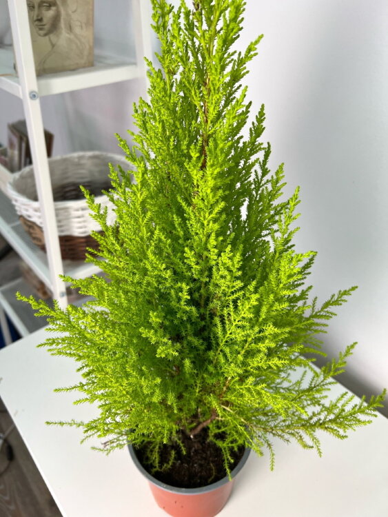 Кипарисовик Голдкрест Вилма ⌀15 60 см 