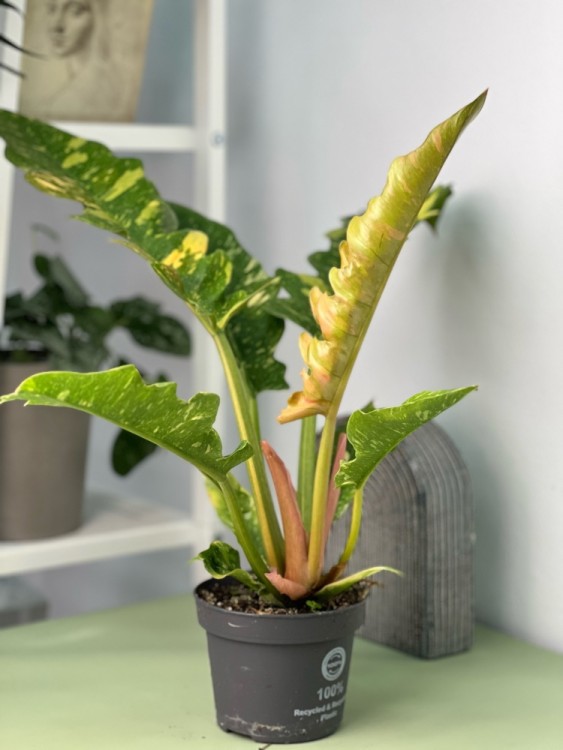 Филодендрон Нэрроу Ринг Оф Файер ⌀12 35 см 