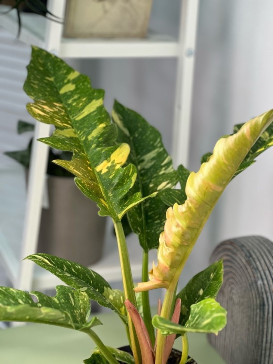 Филодендрон Нэрроу Ринг Оф Файер ⌀12 35 см 