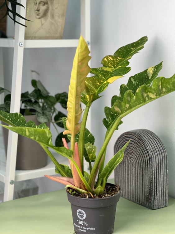 Филодендрон Нэрроу Ринг Оф Файер ⌀12 35 см 