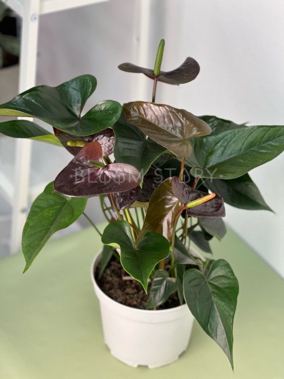 Антуриум Чёрный Джамбо Блэк ⌀17 50 см 