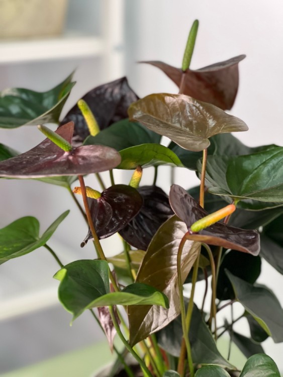 Антуриум Чёрный Джамбо Блэк ⌀17 50 см 