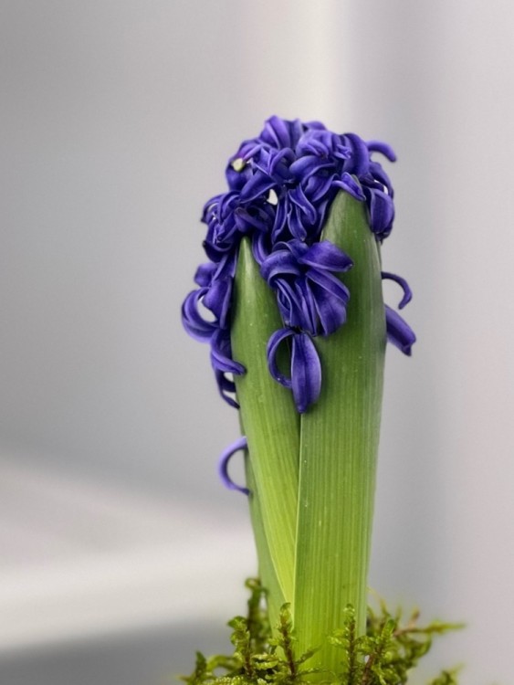 Гиацинт в бокале с мхом  Гиацинт в бокале с мхом