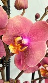 Орхидея Фаленопсис Сорбет ⌀12 55 см 