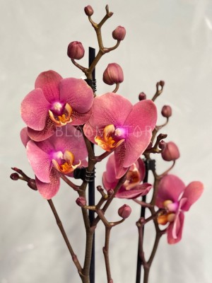 Орхидея Фаленопсис Сорбет ⌀12 55 см
