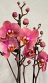 Орхидея Фаленопсис Сорбет ⌀12 55 см 