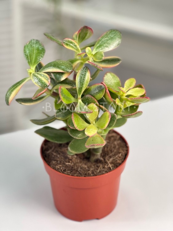 Крассула Овата Сансет Мэджик ⌀12 20 см 