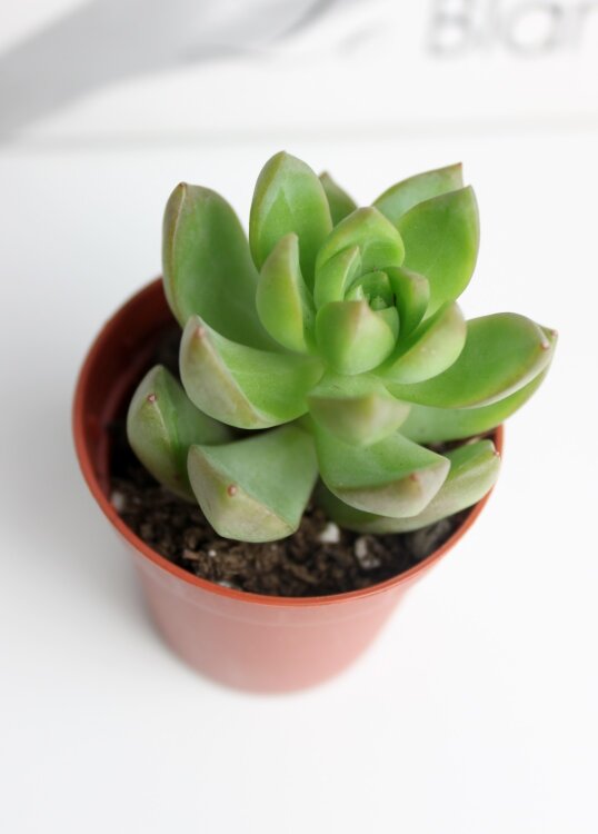 Седум Адольфа ⌀5 