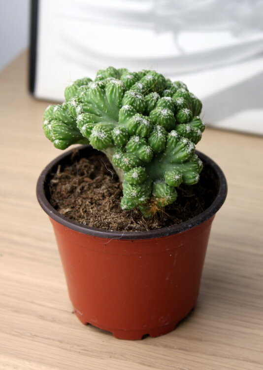 Матукана Полци Кристата 