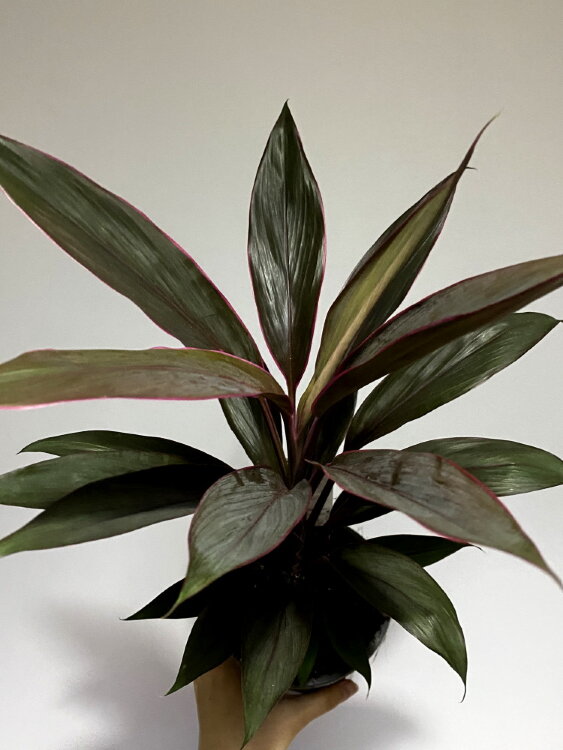 Кордилина Танго ⌀12 45 см 