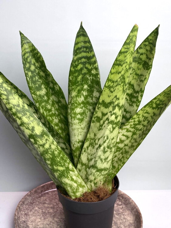 Сансевиерия Зейланика Фан ⌀12 35 см 