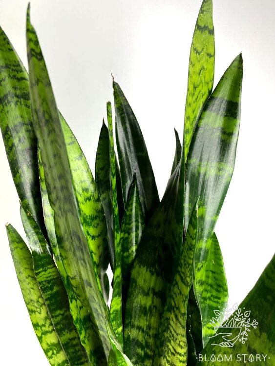 Сансевиерия Блэк Корал ⌀17 65 см 