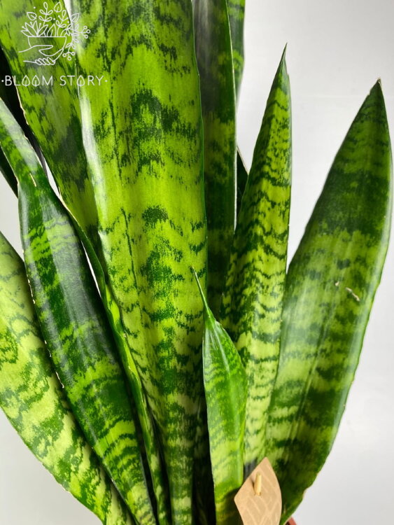 Сансевиерия Блэк Корал ⌀17 65 см 