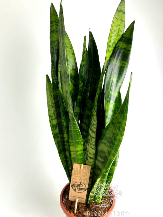 Сансевиерия Блэк Корал ⌀17 65 см 