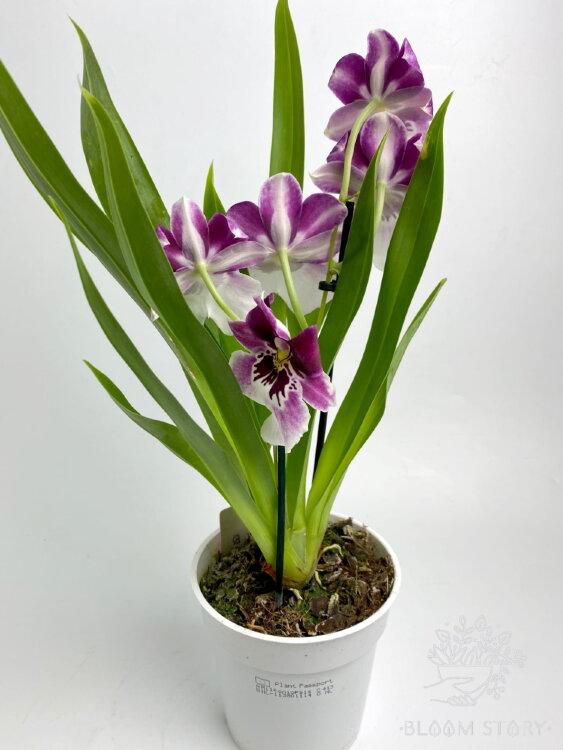Орхидея Мильтония бело-фиолетовая 1 ст 