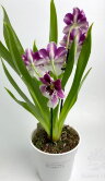 Орхидея Мильтония бело-фиолетовая 1 ст 