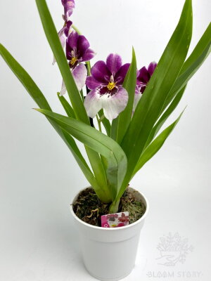 Орхидея Мильтония бело-фиолетовая 1 ст