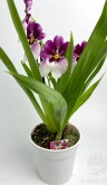 Орхидея Мильтония бело-фиолетовая 1 ст 