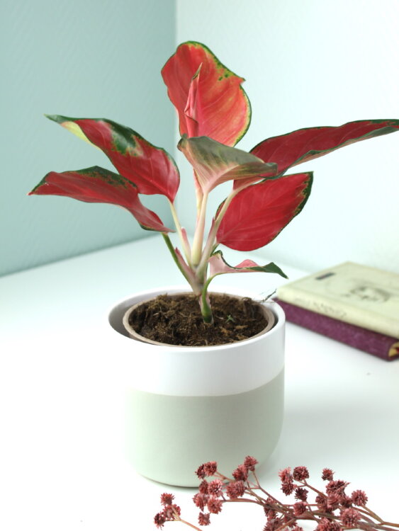 Аглаонема красная Ред Стар ⌀12 30 см 