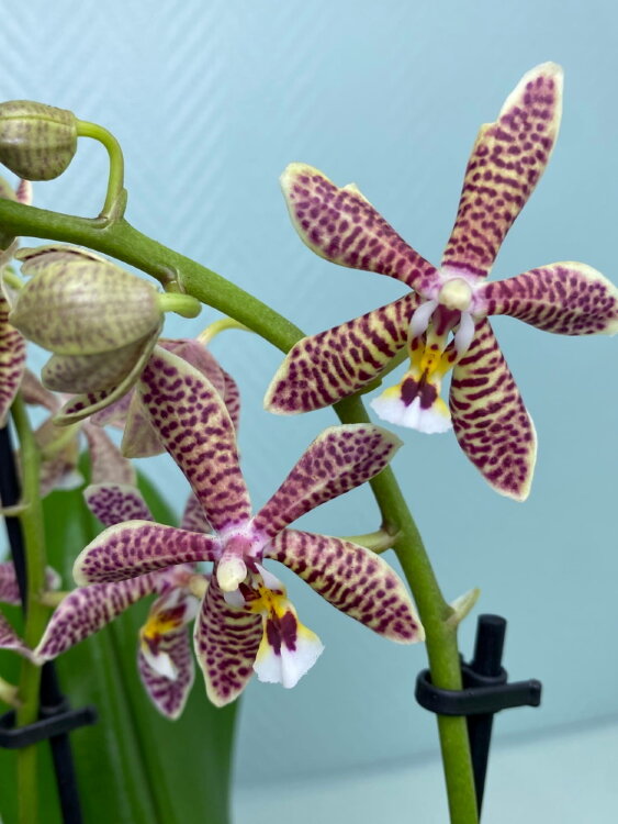 Фаленопсис Люддемана гибрид 