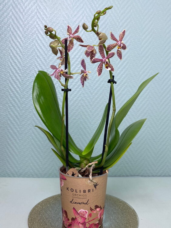 Фаленопсис Люддемана гибрид 