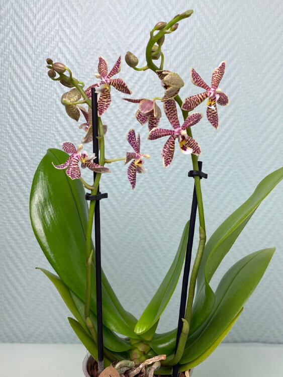 Фаленопсис Люддемана гибрид 