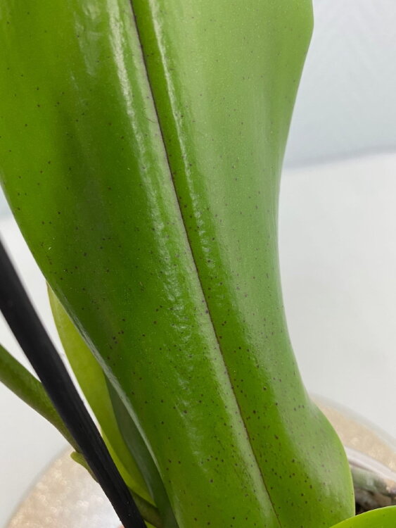 Фаленопсис Люддемана гибрид 