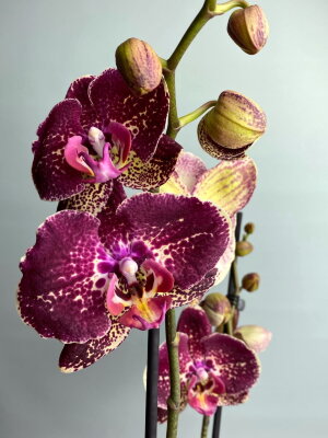 Орхидея Фаленопсис Фальстаф ⌀12 65 см
