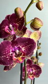 Орхидея Фаленопсис Фальстаф 2 ст 