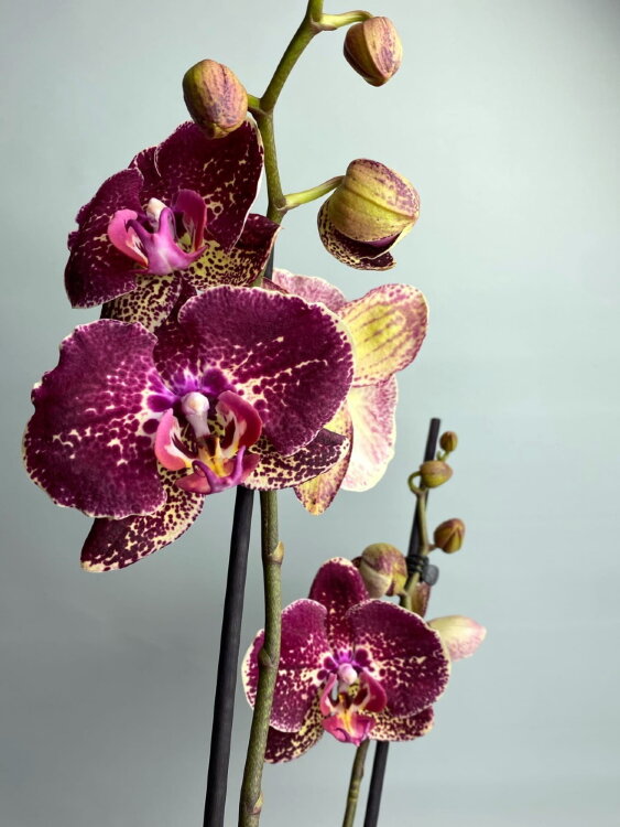 Орхидея Фаленопсис Фальстаф ⌀12 65 см 