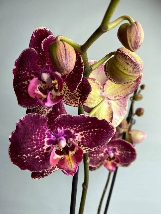 Орхидея Фаленопсис Фальстаф ⌀12 65 см 