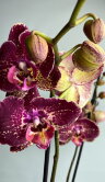 Орхидея Фаленопсис Фальстаф 2 ст 