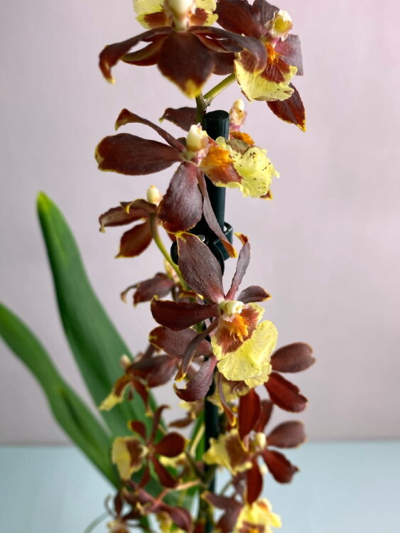 Орхидея Камбрия Колманара 1 ст 