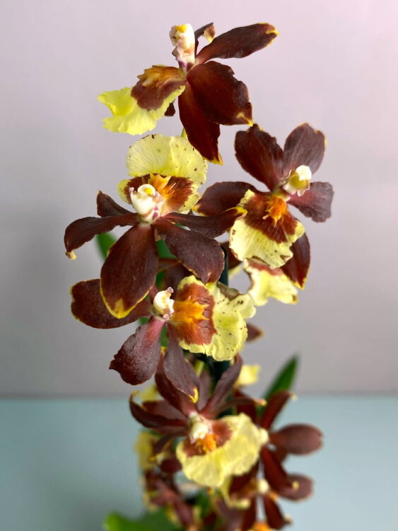 Орхидея Камбрия Колманара 1 ст 