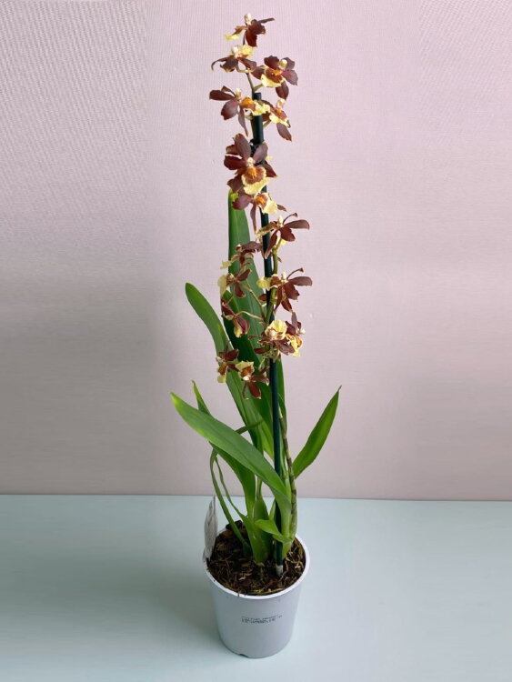 Орхидея Камбрия Колманара 1 ст 
