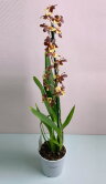 Орхидея Камбрия Колманара 1 ст 