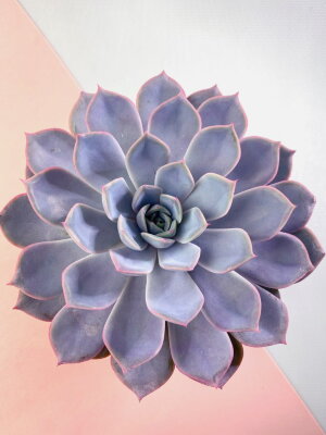 Эхеверия Орион ⌀8 