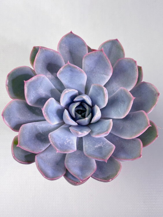 Эхеверия Орион ⌀8  