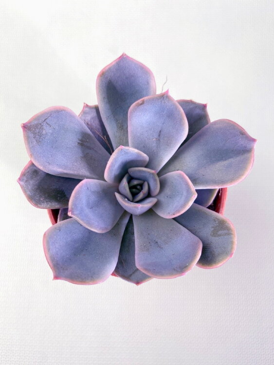 Эхеверия Орион ⌀8  