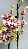 Орхидея Фаленопсис Спанч Боб 2 ст 