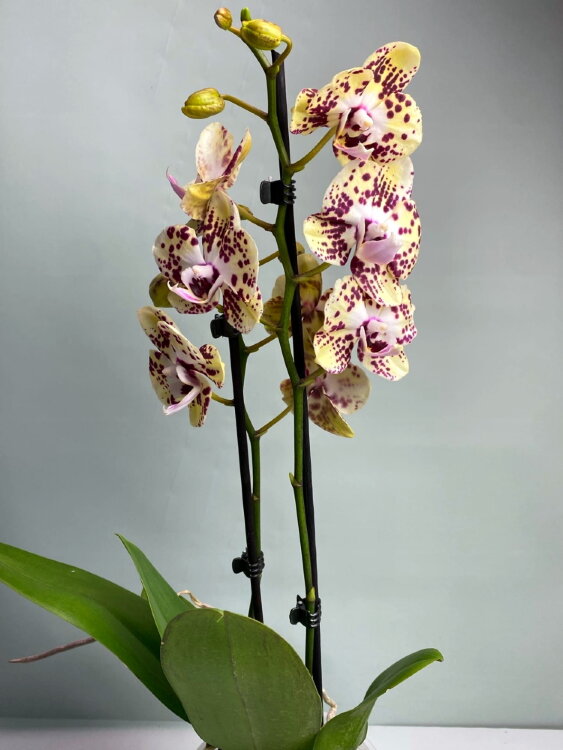 Орхидея Фаленопсис Спанч Боб 2 ст 