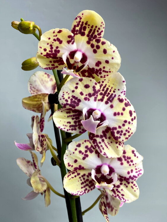 Орхидея Фаленопсис Спанч Боб 2 ст 